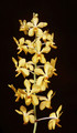 Vanda Suwannaphum Gold 'Crownfox Sunglow' 
