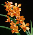 Papilionanda Salvatore DeVito 'Arancione' 