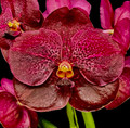 Vanda Memoria Ted Carter 'Cherry Tart'