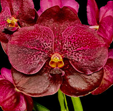 Vanda Memoria Ted Carter 'Cherry Tart'