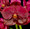 Vanda Memoria Ted Carter 'Cherry Tart'