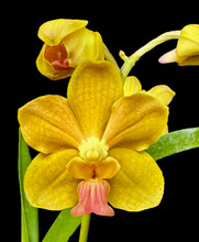 Vanda Xena 'Luna de Miel'