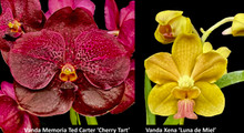 October 2025 Special #1
V. Memoria Ted Carter 'Cherry Tart' and
V. Xena ' Luna de Miel'