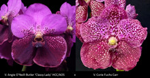 V. Angie O'Neill-Butler 'Classy Lady' HCC/AOS   x   V. Corie Fuchs Carr
Large 2-toned flowers, bright pink with dark crimson
