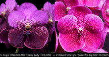V. Angie O'Neill-Butler 'Classy Lady' HCC/AOS  x  V. Robert's Delight 'Crownfox Big Red' FCC/AO 
Two-tone, bright pink with deep maroon markings
