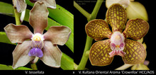 V. tessellata  x  V. Kultana Oriental Aroma 'Crownfox' HCC/AOS
Heavily tessellated flowers with darker markings, fragrant
