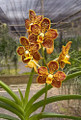 Vanda Spotted Denis 'Honey Caramel'