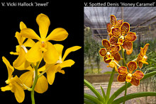 November 2025 Special #1
Vanda Vicki Hallock 'Jewel'
Vanda Spotted Denis 'Honey Caramel'