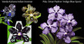 December 2025 Special #1
Vanda Kultana Indian Incense and
Papilionanda Omar Padron 'Indigo Blue Spots'