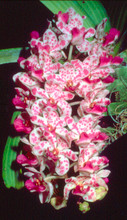 Rhynchostylis gigantea (red spots)