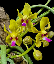 Paravanda Martin Motes 'Sunset'