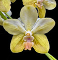 Vanda Redland Sparkle 