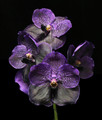 Vanda Pure's Wax 'Blue Somsri'