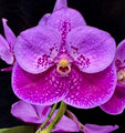 Vanda Nancy Ames Brooks 'Sweetheart'