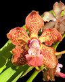 Vanda Christina Gupta