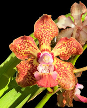 Vanda Christina Gupta