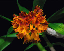 Dendrobium topaziacum