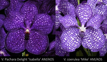 Vanda Jan Marie Ryan
(V. Pachara Delight ‘Isabella’ AM/AOS x V. coerulea ‘Mike’ AM/AOS)