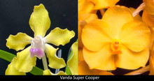 Vanda Super Cooper
(V. tessellata h.f. alba x V. Fuchs Gold 'Crownfox' HCC/AOS)