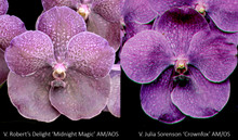 (V. Robert's Delight 'Midnight Magic' AM/AOS x V. Julia Sorenson 'Crownfox' AM/AOS)