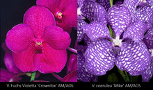 (V. Fuchs Violetta 'Crownfox' AM/AOS x V. coerulea 'Mike' AM/AOS)