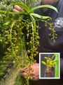 Phalaenopsis difformis