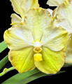 Vanda Carol Klonowski