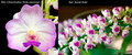 May 2026 Special #1
Rhv. Chinchutha 'Pink Jasmine'
Aer. Korat Koki