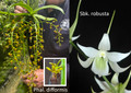 May 2026 Special #2
Phalaenopsis difformis
Sobennikoffia robusta