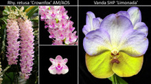 May 2026 Special #4
Rhynchostylis retusa 'Crownfox' AM/AOS
Vanda SHP 'Limonada'