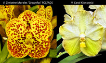 June 2026 Special #1
Vanda Christine Morales FCC/AOS
Vanda Carol Klonowski
