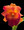 Rhyncholaeliocattleya Bonnie Riley