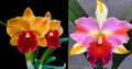 Rhyncholaeliocattleya Alison Gallaway
(Rlc. Yingluck Smile × Rlc. Amazing Thailand)