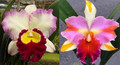 Rhyncholaeliocattleya Barbara Schmidt
(Rlc. Ann Joi  × Rlc. Amazing Thailand)