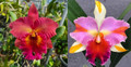 Rhyncholaeliocattleya Miss Coco Chanel Crownfox