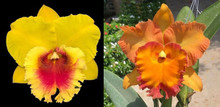 Rhyncholaeliocattleya Juniper Carolina Reyes