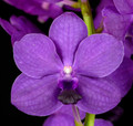 Vanda Sandi Block-Brezner 'Crownfox' AM/AOS