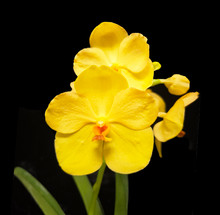 Vanda Leslie Amaro