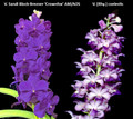 June 2026 Special #2
V. Sandi Block-Brezner 'Crownfox' AM/AOS
V. [Rhy.] coelestis