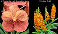June 2026 Special #3 
V. Sonia Daccach 'Pumpkin Spice'
V. Ladda Gold