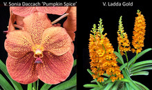 June 2026 Special #3 
V. Sonia Daccach 'Pumpkin Spice'
V. Ladda Gold