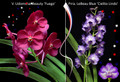 July 2026 Special #1
V. Udomchai Beauty 'Fuego'
Prra. LeBeau Blue 'Cielito Lindo'