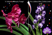 July 2026 Special #1
V. Udomchai Beauty 'Fuego'
Prra. LeBeau Blue 'Cielito Lindo'