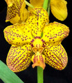 Vanda Luisa Tanner