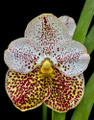 Vanda Edwin Alberto 'Crownfox Melody'