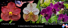 July 2026 Special #2
V. Ruchiroj 'Garnet'
V. Edwin Alberto 'Crownfox Melody'
Den. Mangosteen 'Regal'
