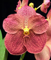 Vanda Adisak Happines 'Orange'