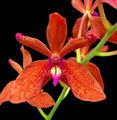 Renanthera Cristian Preciado 'Ruby'
