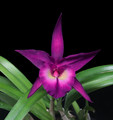 Rhynchobrassoleya TIDC Divine Phoenix