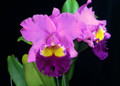 Rhyncholaeliocattleya Taichung Beauty 'Cosmetic Bull'